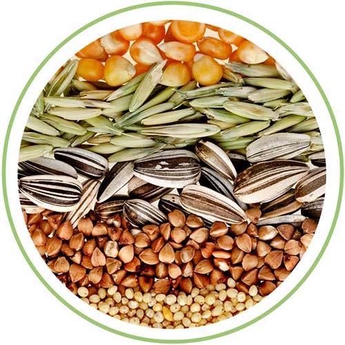 Agricultural Seeds