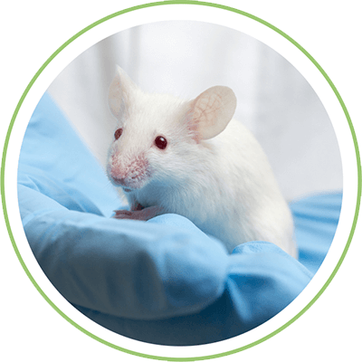 Laboratory Animal Feed